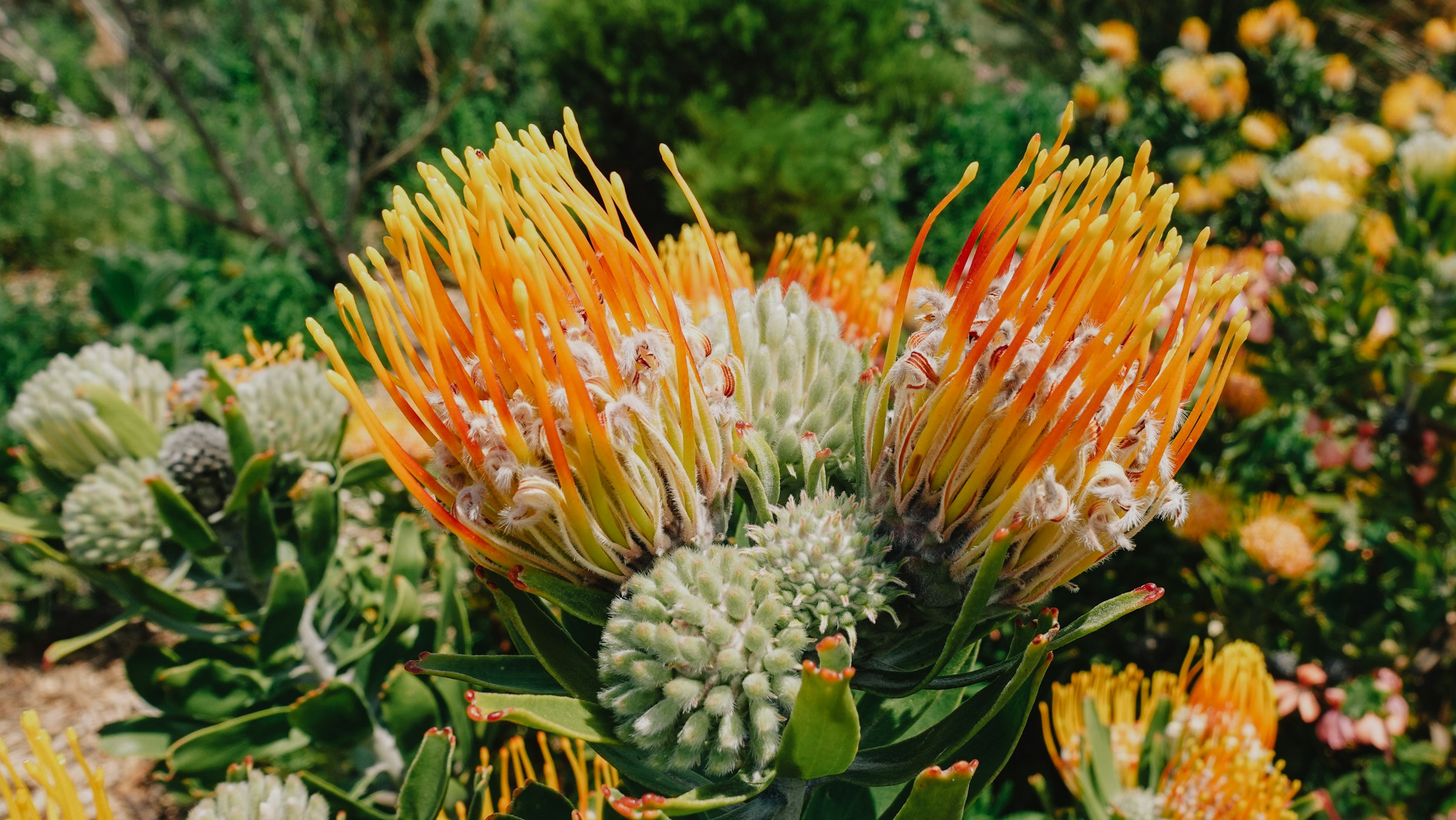 Memorial floral arrangement, indigenous proteas